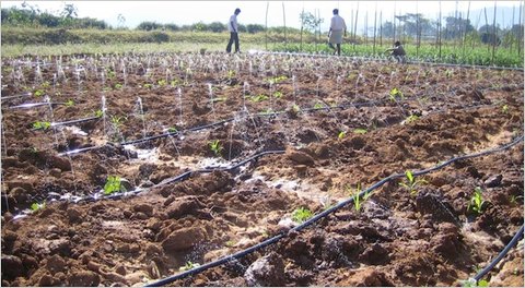 Drip Irrigation