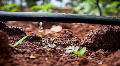 Drip Irrigation